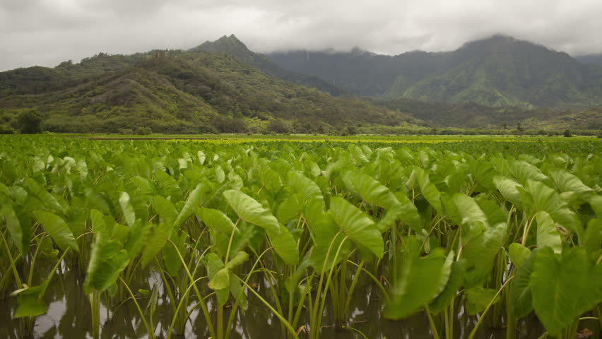 KAUAI, HAWAII - JULY 23rd: Tourists Float Down An Old Sugar Plantation ...