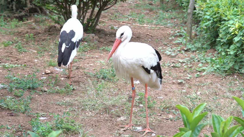 hunting the european stork with the Mystery bird: oriental stork, ciconia due to zealous hunting and habitat than the european white stork oriental stork has red skin around its straw. hunting the european stork with the Mystery bird: oriental stork, ciconia due to zealous hunting and habitat than the european white stork oriental stork has red skin around its straw.