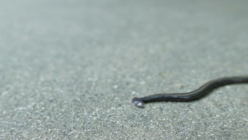 Header of Platyhelminthes