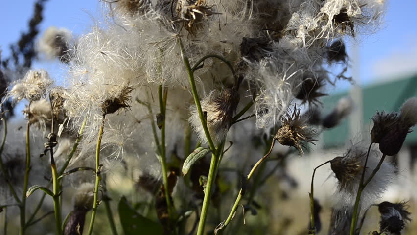 Header of agrimony