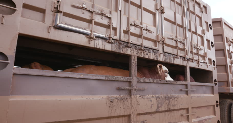 Header of abattoir