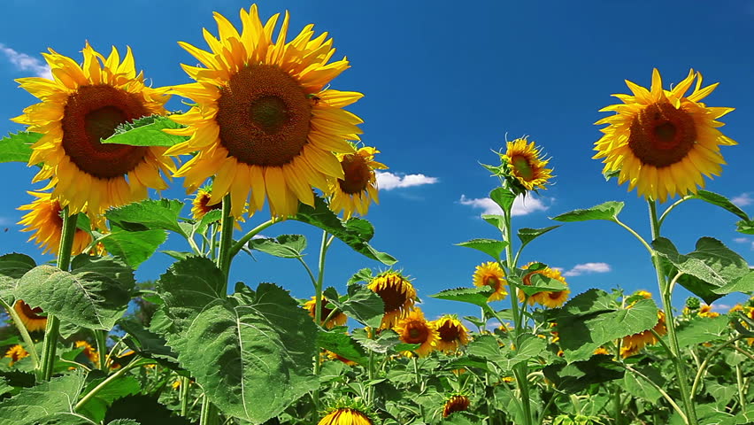 Image result for sunflower pics hd