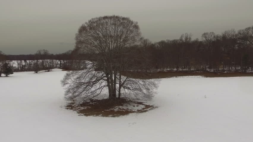 Header of American beech