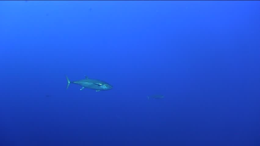 Header of albacore