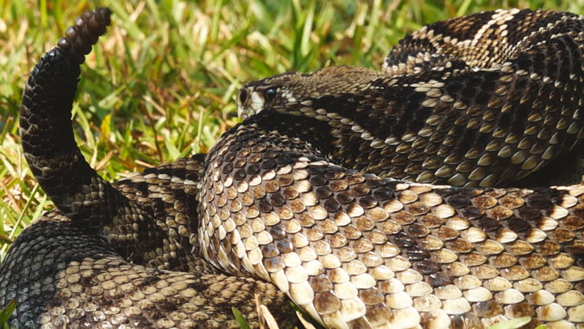 Canebrake Rattlesnake (Crotalus Horridus) Is A Highly Venomous Snake Of ...