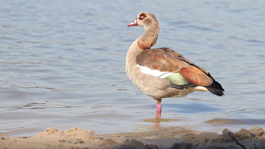 Header of Alopochen aegyptiacus