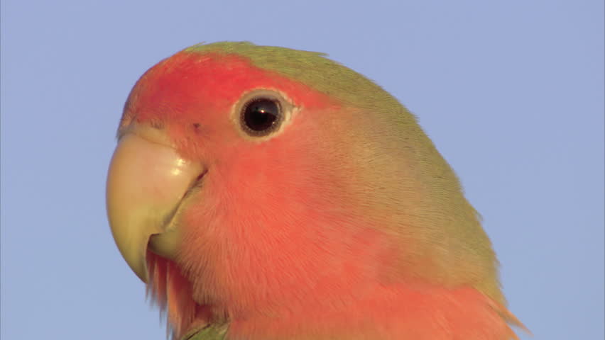 Header of Agapornis roseicollis