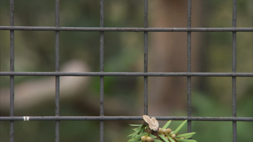 Header of Amazona finschi