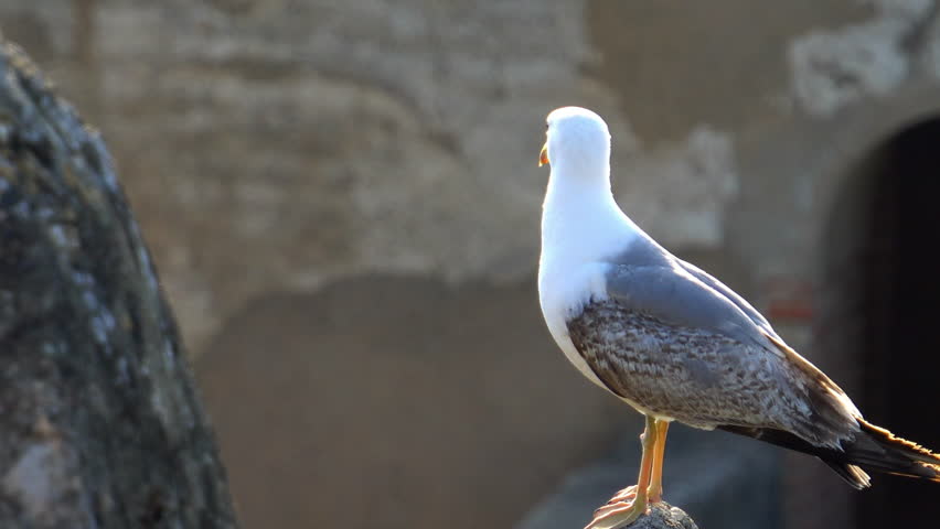 Header of larus