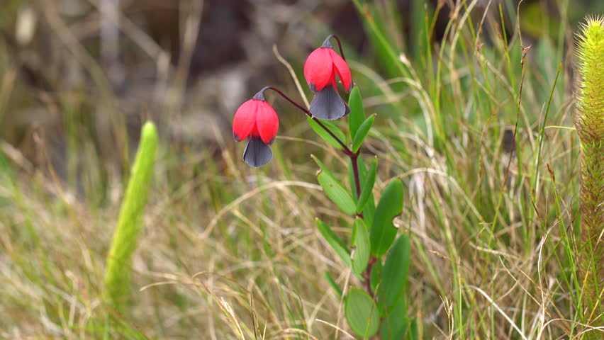 Header of Alstroemeriaceae