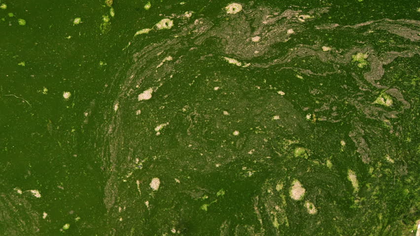 Header of ALGAL