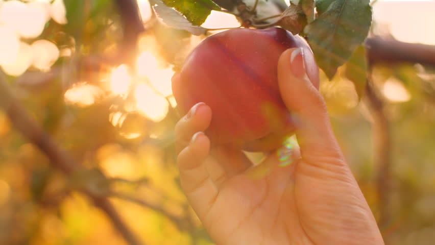 Header of Apple