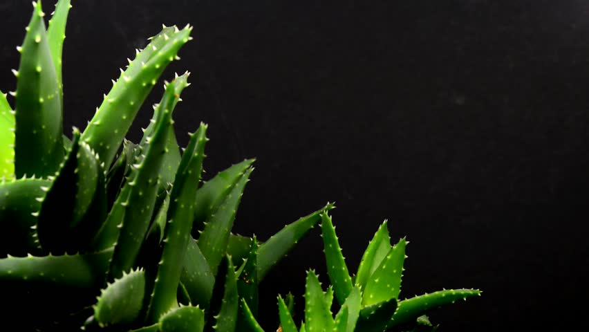 Header of Aloe Ferox