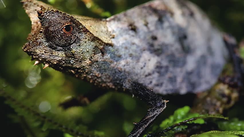 Brown Leaf Chameleon (Brookesia Superciliaris) In Rain Forest Of ...