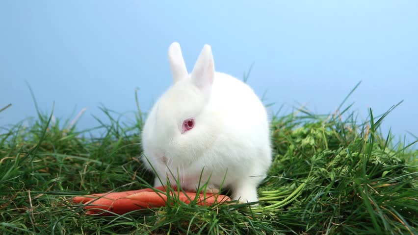 White Vienna Rabbit Stock Footage Video Shutterstock