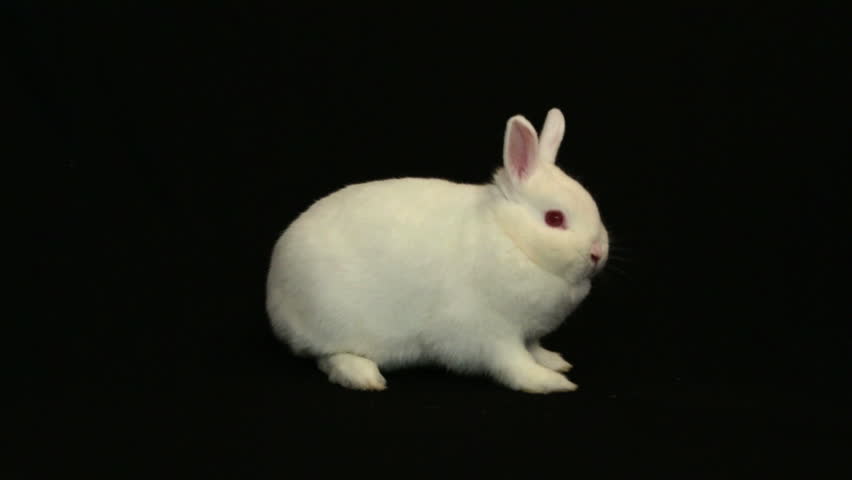 White Vienna Rabbit Stock Footage Video Shutterstock