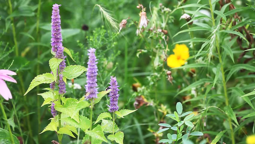 Header of Agastache scrophulariifolia