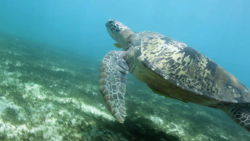 Hawksbill Sea Turtle Swimming Toward Camera In Cozumel Mexico Stock ...