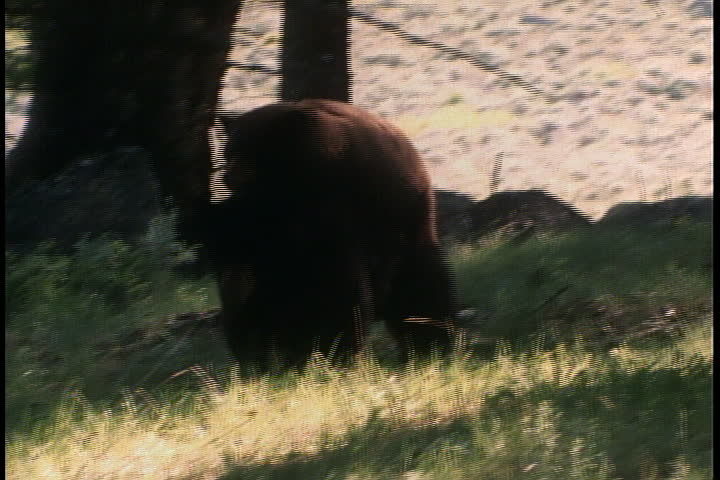 Black Bears Mating In Forest Stock Footage Video 4169815 Shutterstock 