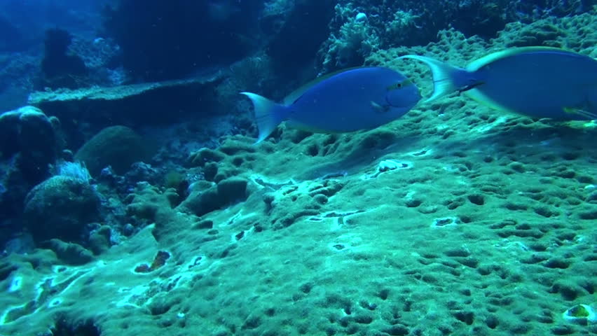 Header of Acanthurus coeruleus