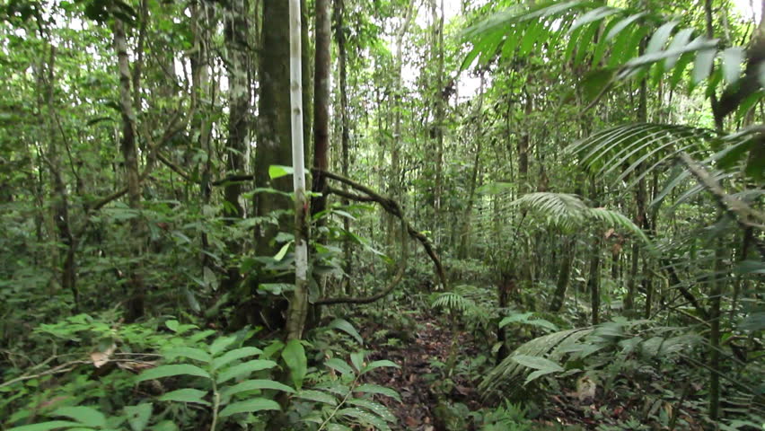 Dense Tropical Forest With Twisted Liana Vines Hanging From High Trees ...