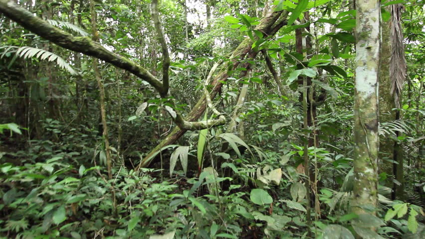 Dense Tropical Forest With Twisted Liana Vines Hanging From High Trees ...