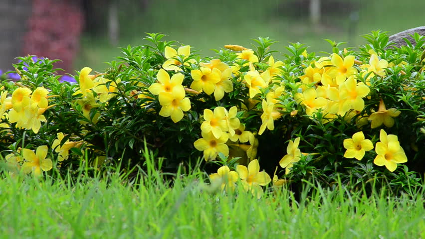 Header of Allamanda