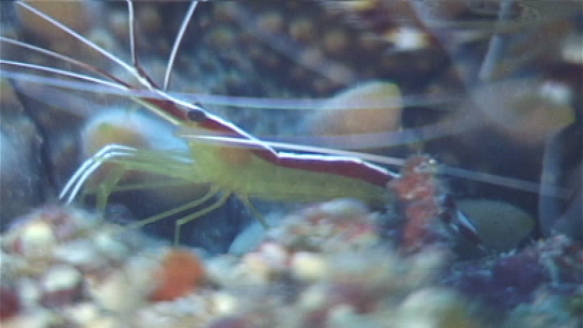 Skunk Cleaner Shrimp Sd Stock Video Clip