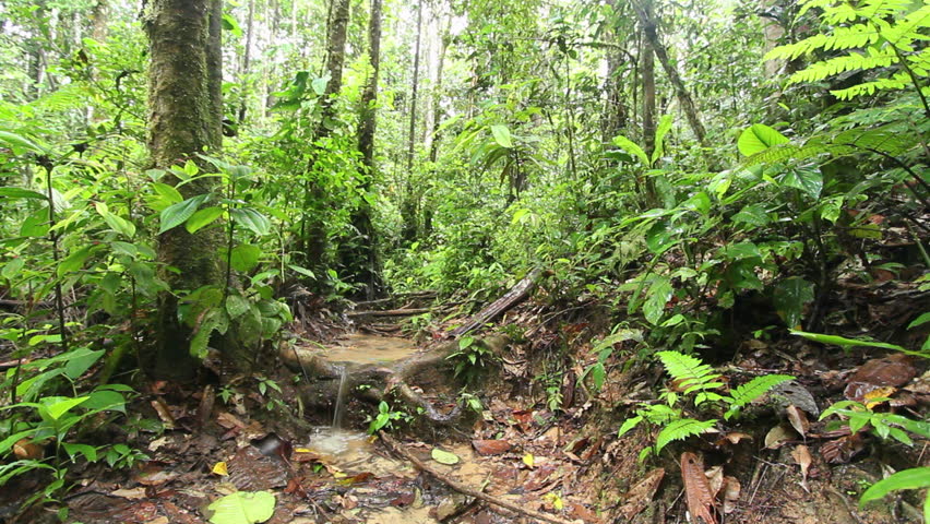 Understory Rainforest Shrub With Large Leaves, Ecuador Stock Footage ...