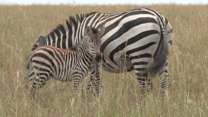 Zebra Chroma Key Stock Footage Video 3214525 - Shutterstock