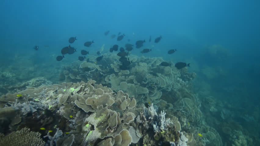 Header of Acanthurus grammoptilus