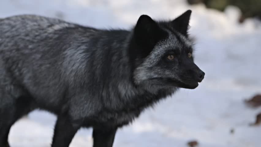 A Silver Fox Walks Around It Forest Habitat. Stock Footage Video ...