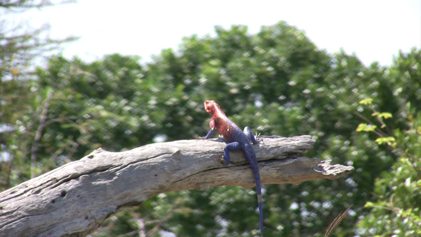 Header of Agama agama