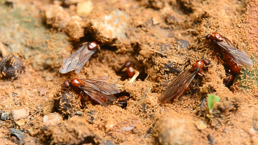 The Subterranean Ants Stock Footage Video 5722952 - Shutterstock