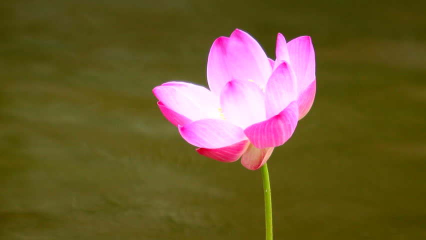 pink flowers images hd 1080p