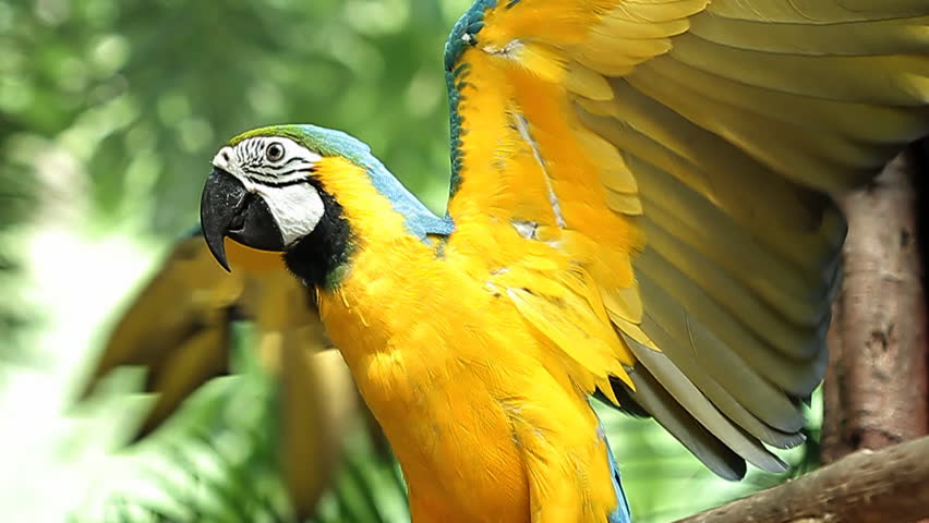 Yellow And Blue Macaw Diet In Captivity - cpagala