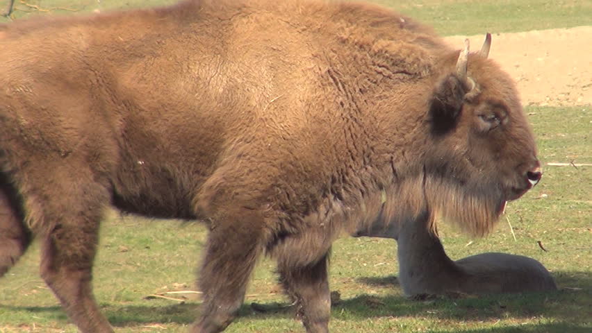 Are buffalo endangered?