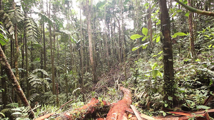 Walking Around A Tree With Stilt Roots In Rainforest, Ecuador. Stock ...