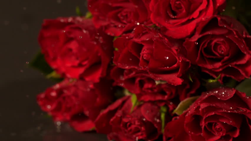 Valentine S Day Water Drops On Red Rose Slow Motion