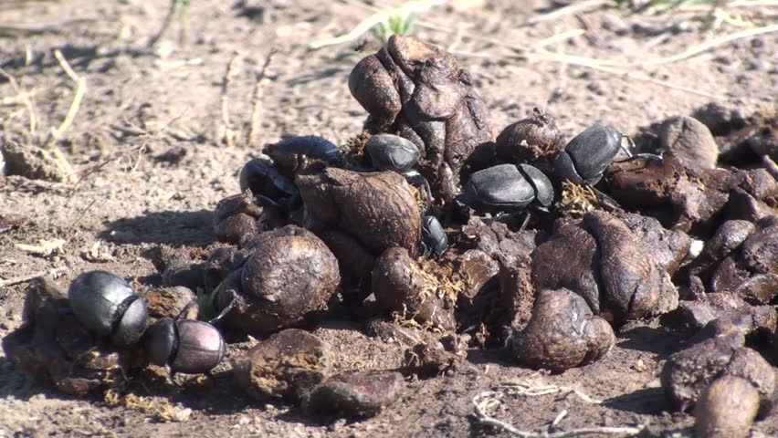 Header of decomposer