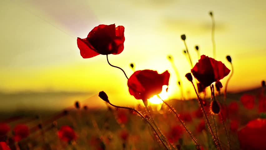 Fire Flower. A Beautiful Red Flower On A Background Of Fiery Sunset 