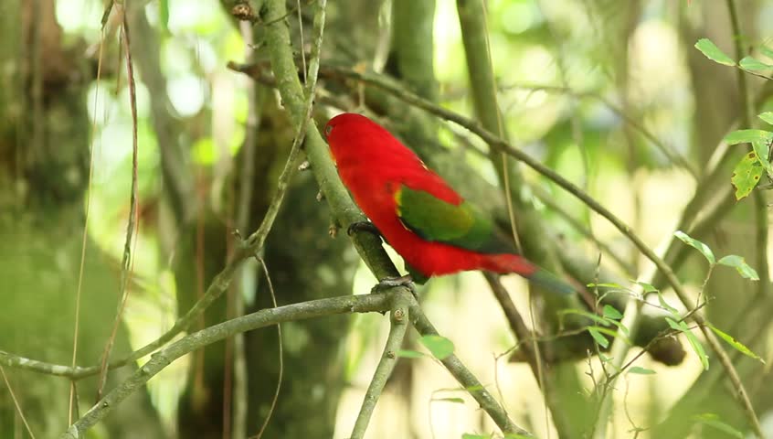 Header of Alisterus scapularis