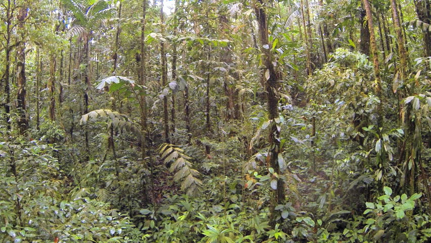 Understory Rainforest Shrub With Large Leaves, Ecuador Stock Footage ...