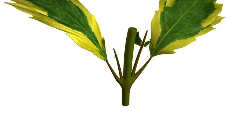 Header of Duranta