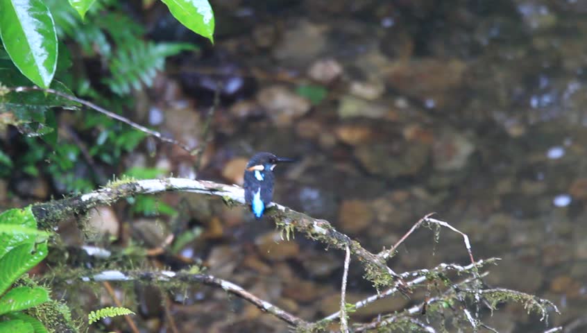 Header of Alcedo euryzona