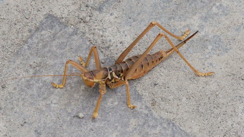 Header of Orthoptera