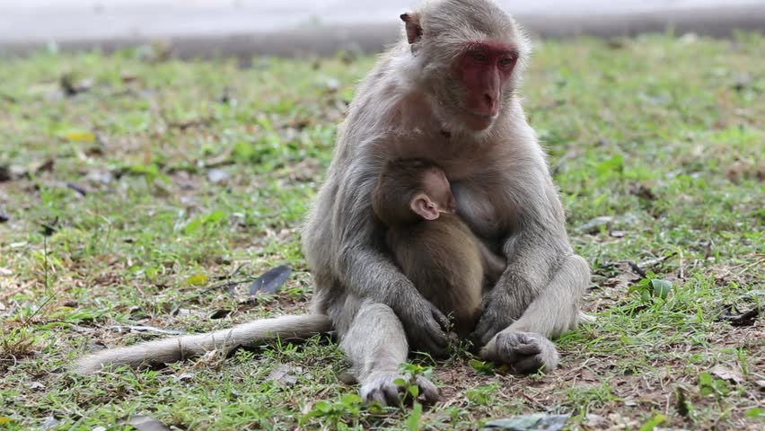 Newborn Monkey Infant Stock Footage Video 1945 - Shutterstock