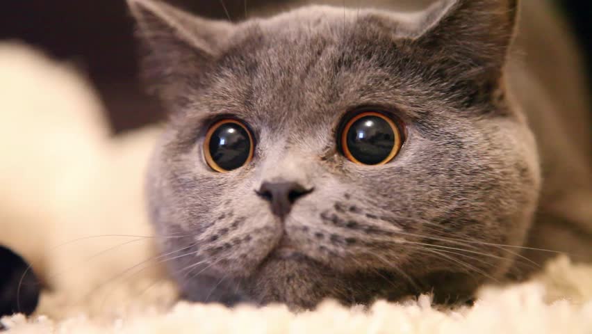 What Do Small Pupils Mean On A Cat