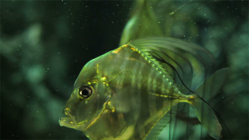 Header of Alectis Ciliaris
