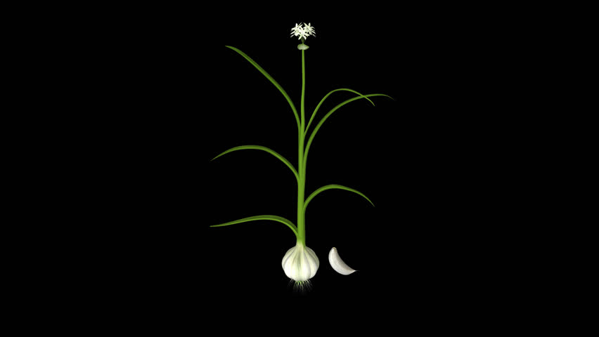 Header of Allium sativum